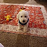 Arlo is registered to the contest to win money with this photo: bandana, carpet, cute, denim, dog, duck_toy, fluffy, furniture, home, indoor, living_room, looking_at_camera, pet, portrait, puppy, rug, squeaky_toy, standing, toy, white_fur
