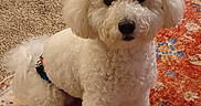 Arlo is registered to the contest to win money with this photo: animal, black_nose, carpet, curly_fur, cute, dark_eyes, dog, fluffy, groomed, home, indoors, living_room, looking_at_camera, pet, portrait, puppy, rug, sitting, small_dog, white_dog