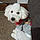 Arlo