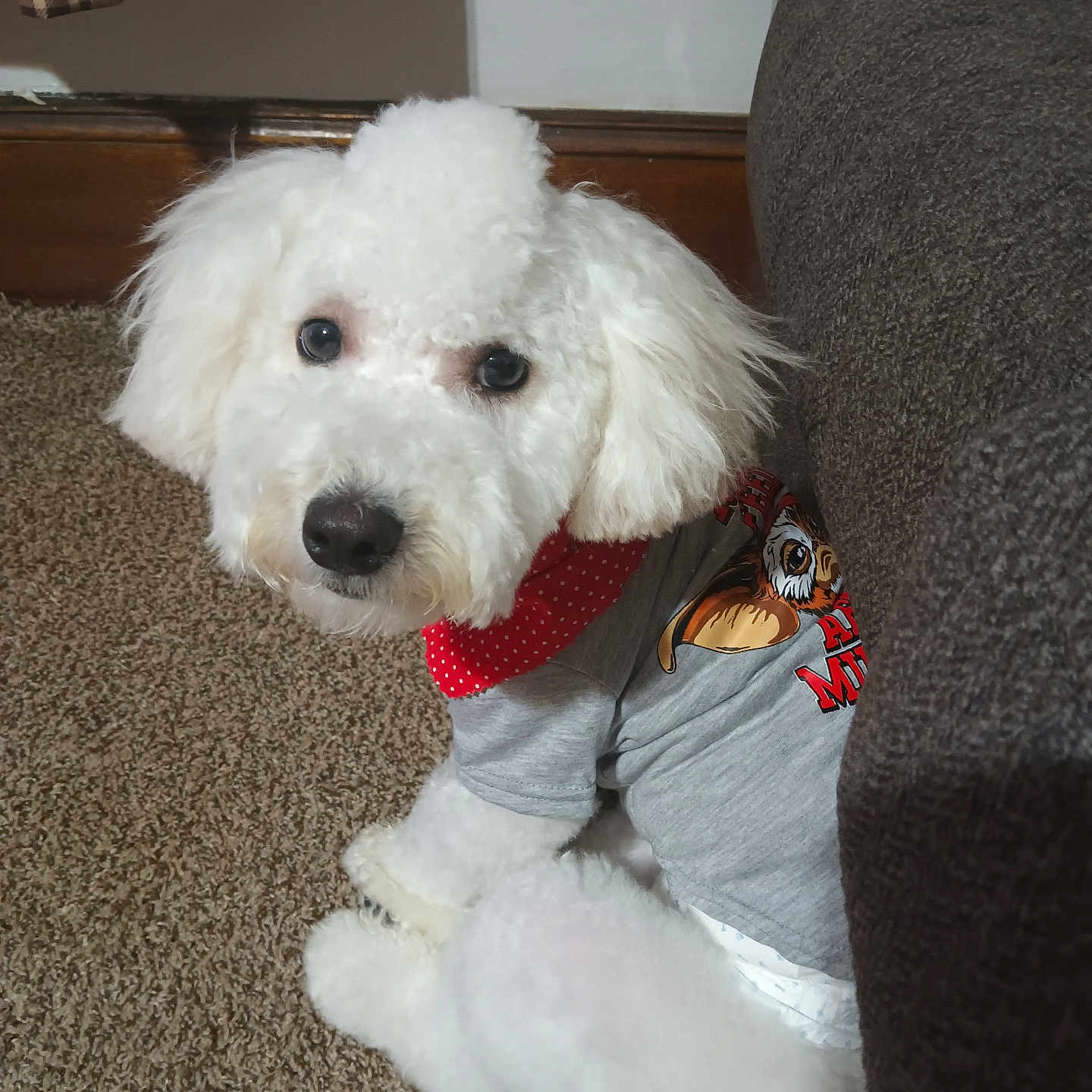 Arlo is registered to the contest to win money with this photo: dog, white, fluffy, indoor, carpet, couch, clothing, scarf, pet, cute, portrait, sitting, animal, fur, companion, domestic, looking, eyes, cozy, home