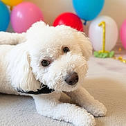 Arlo is registered to the contest to win money with this photo: dog, puppy, white_fur, fluffy, curly_coat, lying_down, carpet, indoor, birthday, balloons, number_one, party, pet, portrait, close_up, black_collar, brown_eyes, nose, cute, celebration