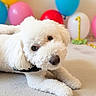 dog, puppy, white_fur, fluffy, curly_coat, lying_down, carpet, indoor, birthday, balloons, number_one, party, pet, portrait, close_up, black_collar, brown_eyes, nose, cute, celebration
