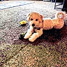 Arlo is registered to the contest to win money with this photo: bed, carpet, companion_animal, curled_tail, dog, fluffy, furniture, home, indoors, living_room, low_angle, lying_down, pet, playing, plush_toy, portrait, puppy, small_dog, tan_fur, toy
