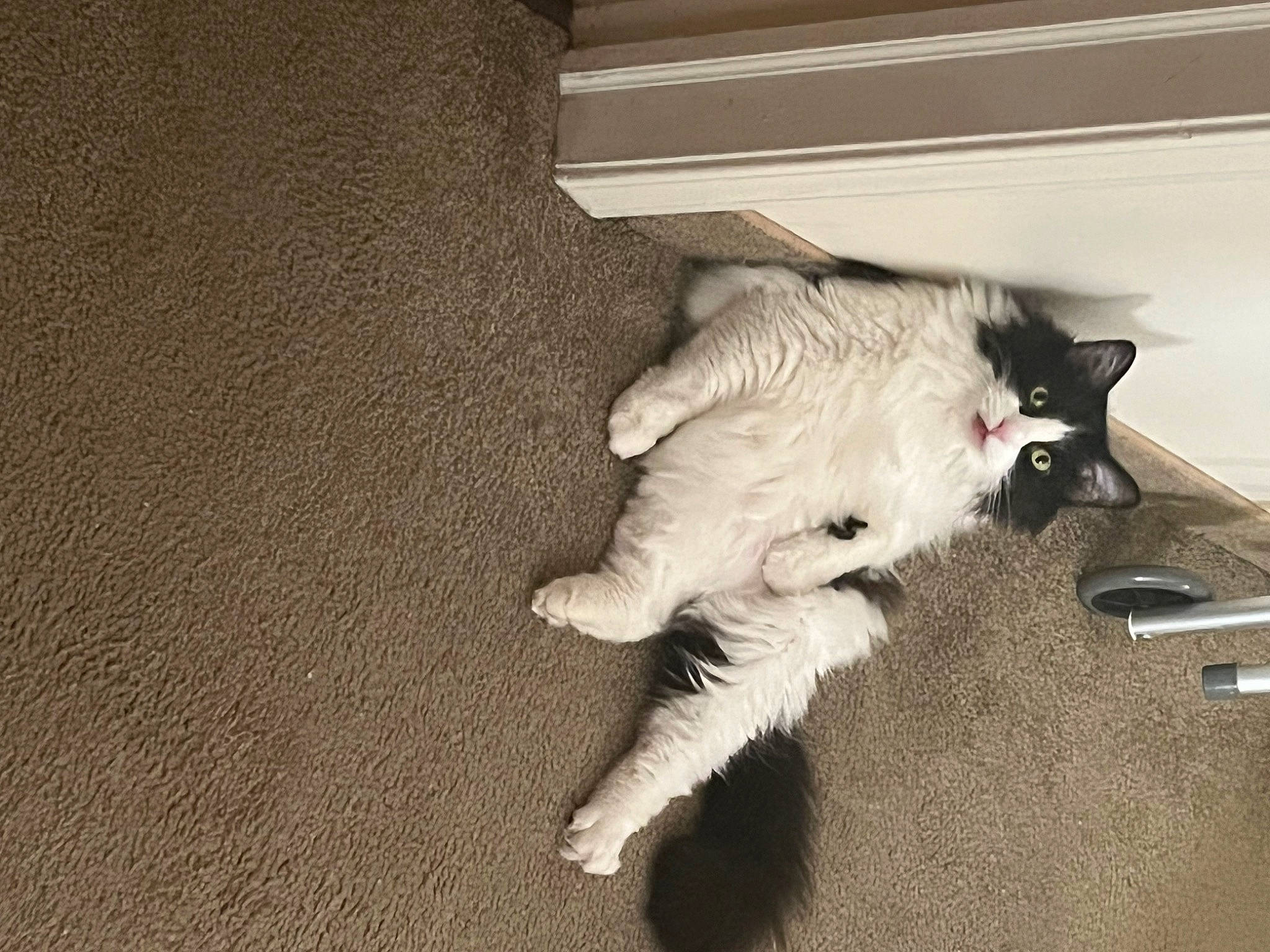 Alaska is registered to the contest to win money with this photo: black_cat, canidae, carnivore, cat, claw, comfort, domestic_short_haired_cat, fawn, felidae, flooring, fur, hardwood, linens, paw, room, shadow, small_to_medium_sized_cats, tail, whiskers, wood