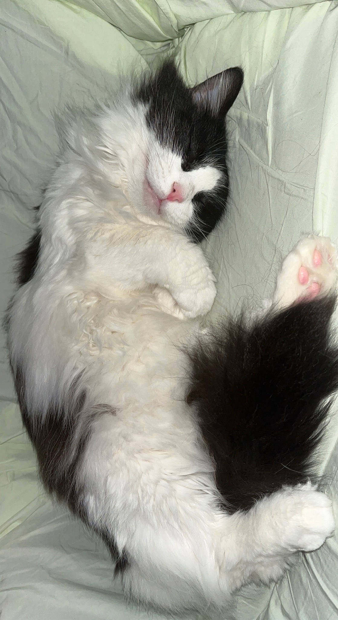 Alaska joined the competition — help win amazing prizes! carnivore, cat, claw, comfort, domestic_short_haired_cat, felidae, foot, formal_wear, fur, paw, small_to_medium_sized_cats, snout, tail, terrestrial_animal, whiskers