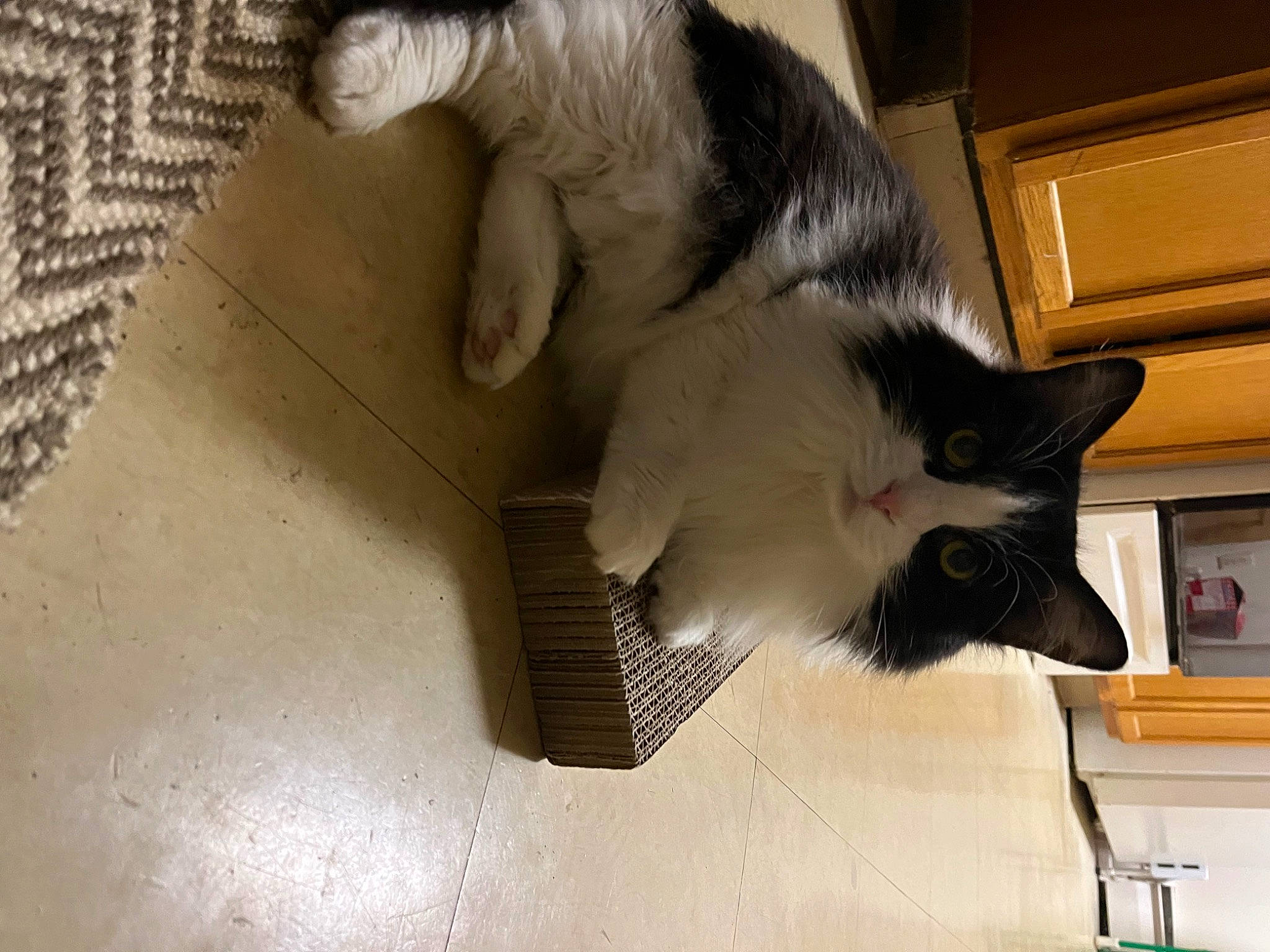 Alaska is registered to the contest to win money with this photo: animal_shelter, carnivore, cat, claw, comfort, domestic_short_haired_cat, felidae, fur, paw, pet_supply, room, small_to_medium_sized_cats, snout, tail, whiskers