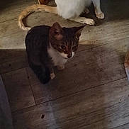 Boots joined the competition — help win amazing prizes! cat, tabby_cat, white_cat, wooden_floor, indoor, household_items, plastic_bottle, floor, pet, animal, feline, domestic_animal, two_cats, sitting, brown_tabby, white_fur, curled_tail, dim_lighting, candid, home_interior