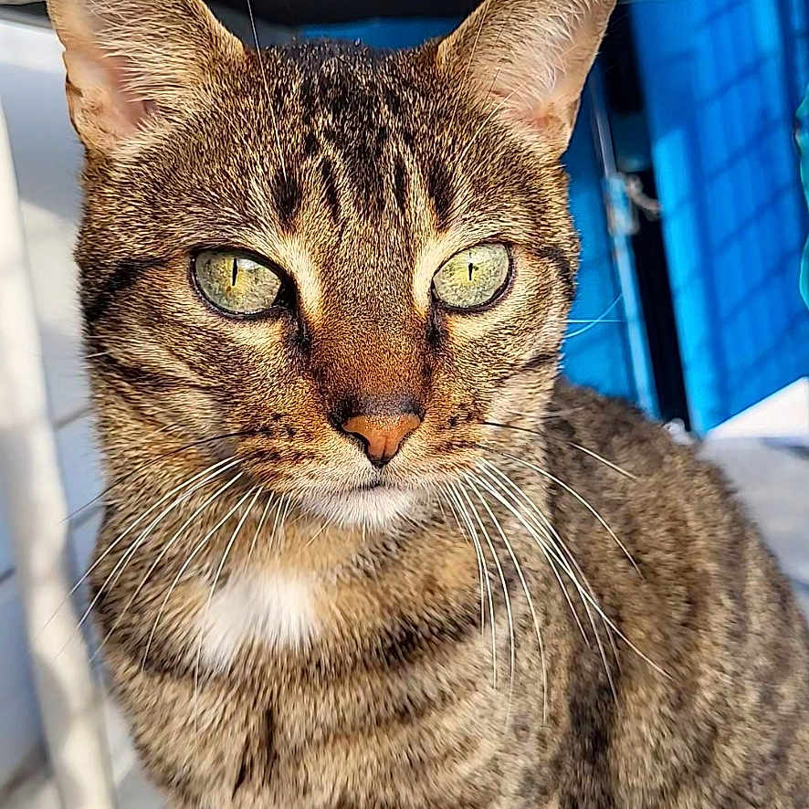 Grizouille a rejoint le concours — aidez-le/la à gagner de superbes lots ! abyssinian, animal, cat, egyptiancat, kitten, manx, pet