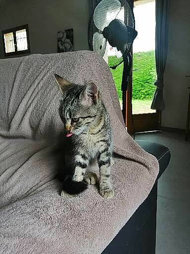 Sissi participe au concours pour gagner de l'argent avec cette photo : carnivore, cat, comfort, couch, curtain, domestic_short_haired_cat, felidae, fur, grey, lamp, linens, living_room, mechanical_fan, paw, room, sitting, small_to_medium_sized_cats, tail, whiskers, window