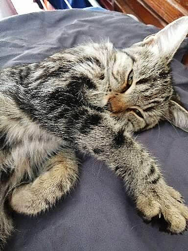 Sissi participe au concours pour gagner de l'argent avec cette photo : carnivore, cat, claw, domestic_short_haired_cat, felidae, fur, paw, small_to_medium_sized_cats, snout, tail, terrestrial_animal, whiskers