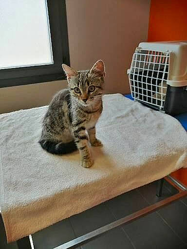 Sissi participe au concours pour gagner de l'argent avec cette photo : carnivore, cat, cat_supply, comfort, domestic_short_haired_cat, felidae, floor, flooring, grey, hardwood, interior_design, paw, pet_supply, room, small_to_medium_sized_cats, snout, tail, whiskers, window, wood