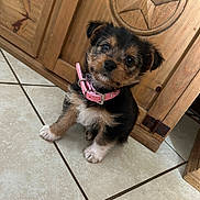 Cookie joined the competition — help win amazing prizes! adorable, black, brown, canine, collar, cute, dog, fluffy, head_tilt, indoor, kitchen, pet, pink_collar, portrait, puppy, sitting, small_dog, tile_floor, white, wooden_door