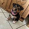 adorable, black, brown, canine, collar, cute, dog, fluffy, head_tilt, indoor, kitchen, pet, pink_collar, portrait, puppy, sitting, small_dog, tile_floor, white, wooden_door