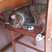 Mickey is registered to the contest to win money with this photo: cat, tabby_cat, sleeping, chair, wooden_furniture, indoor, pet, animal, resting, cozy, fur, whiskers, paws, domestic_cat, household, quiet, relaxed, tabby_pattern, floor, table