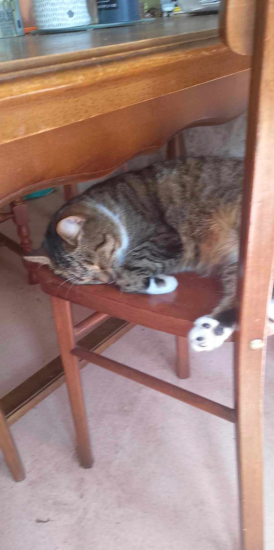 Mickey is registered to the contest to win money with this photo: cat, tabby_cat, sleeping, chair, wooden_furniture, indoor, pet, animal, resting, cozy, fur, whiskers, paws, domestic_cat, household, quiet, relaxed, tabby_pattern, floor, table