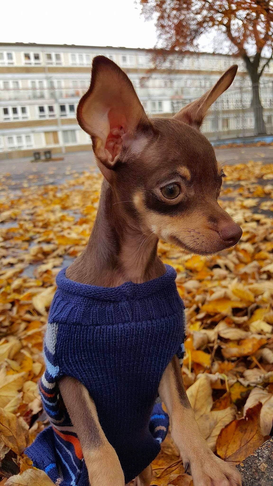 Dziakas joined the competition — help win amazing prizes! american_hairless_terrier, canidae, carnivore, companion_dog, dog, dog_breed, dog_clothes, english_toy_terrier, fawn, german_pinscher, mammal, miniature_fox_terrier, miniature_pinscher, prazsky_krysarik, russkiy_toy, snout, toy_dog, toy_fox_terrier, toy_manchester_terrier, vertebrate