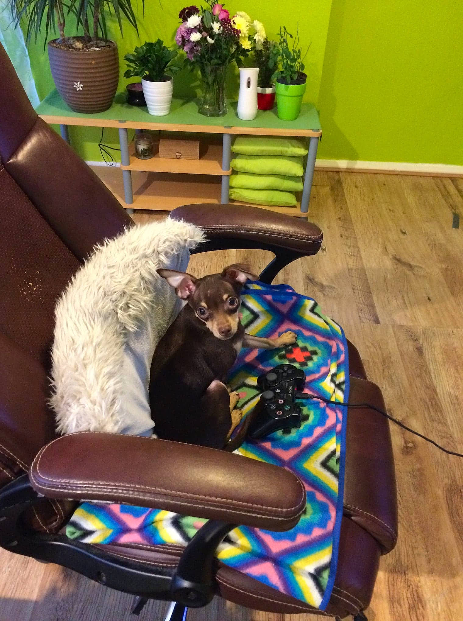 Dziakas joined the competition — help win amazing prizes! armrest, canidae, carnivore, cat, chair, comfort, companion_dog, furniture, sitting, table