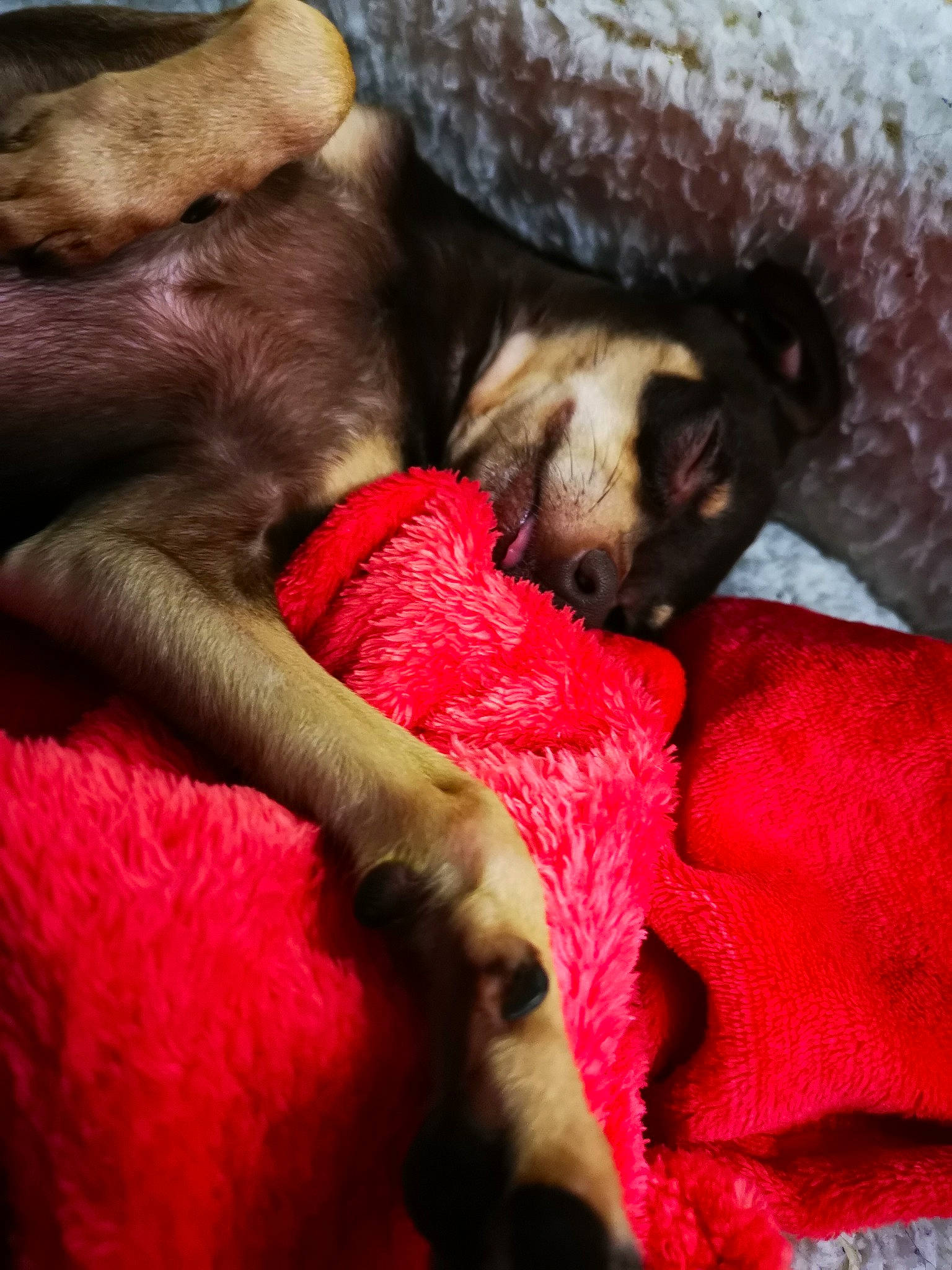 Dziakas is registered to the contest to win money with this photo: canidae, carnivore, claw, dog, dog_breed, fawn, paw, puppy, snout