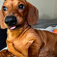 Rhett joined the competition — help win amazing prizes! dog, dachshund, pet, brown_fur, close_up, tongue_out, animal, indoor, fur, cute, small_dog, canine, looking, lying_down, ears, nose, whiskers, companion, domestic_animal, portrait