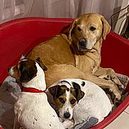 Ora Et Voice Et Nala a rejoint le concours — aidez-le/la à gagner de superbes lots ! dog, pet_bed, golden_retriever, small_dog, indoor, cozy, snuggling, resting, white_dog, brown_spots, tile_floor, blanket, curtains, red_bed, animal, canine, companion, relaxing, cute, domestic