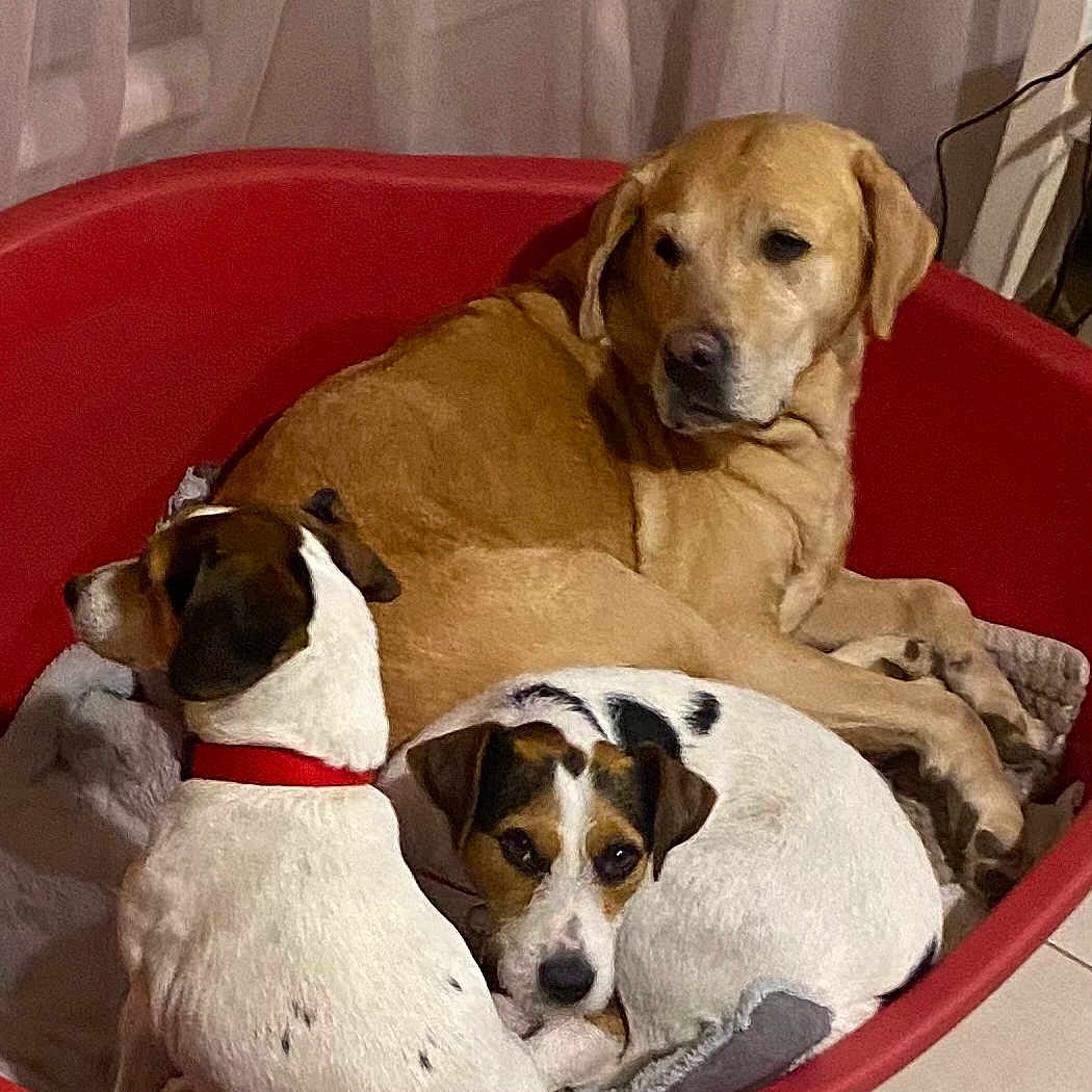 Ora Et Voice Et Nala a rejoint le concours — aidez-le/la à gagner de superbes lots ! dog, pet_bed, golden_retriever, small_dog, indoor, cozy, snuggling, resting, white_dog, brown_spots, tile_floor, blanket, curtains, red_bed, animal, canine, companion, relaxing, cute, domestic