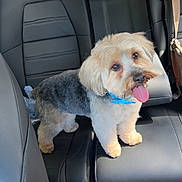 Rio joined the competition — help win amazing prizes! dog, pet, car_interior, backseat, leather_seat, small_dog, happy, tongue_out, blue_collar, fluffy, cute, animal, companion, domestic_animal, transportation, travel, vehicle, fur, canine, inside_car
