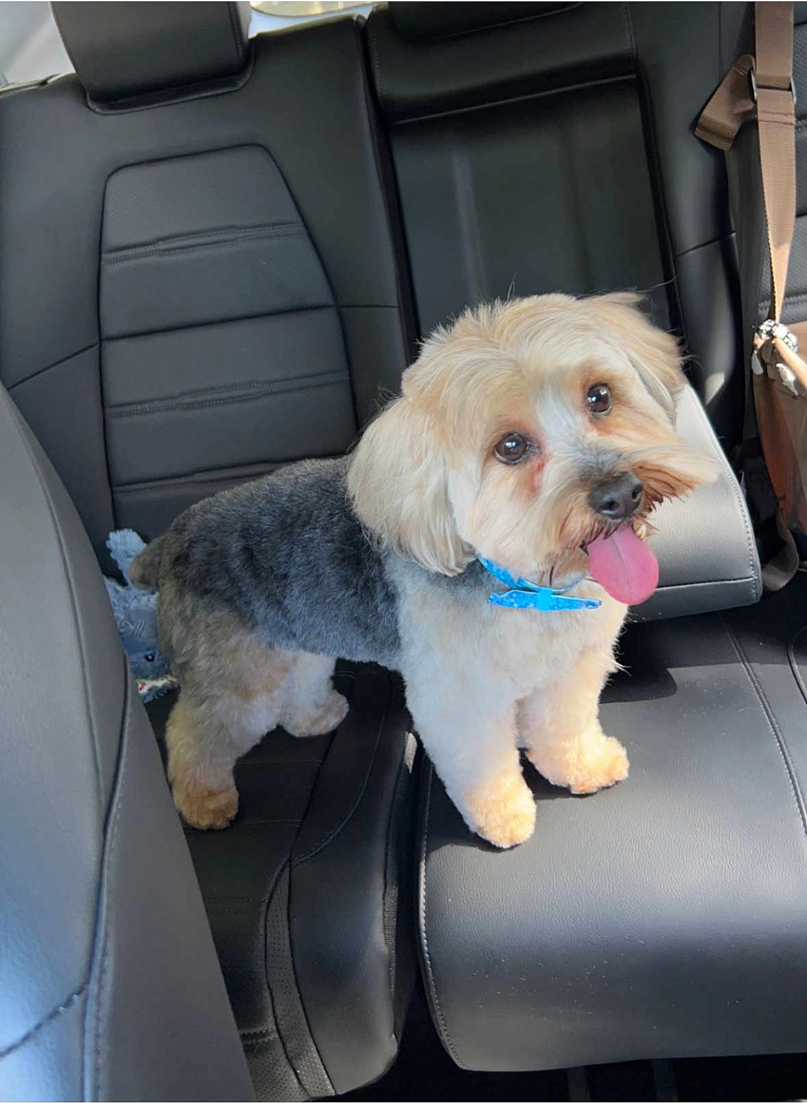 Rio joined the competition — help win amazing prizes! dog, pet, car_interior, backseat, leather_seat, small_dog, happy, tongue_out, blue_collar, fluffy, cute, animal, companion, domestic_animal, transportation, travel, vehicle, fur, canine, inside_car