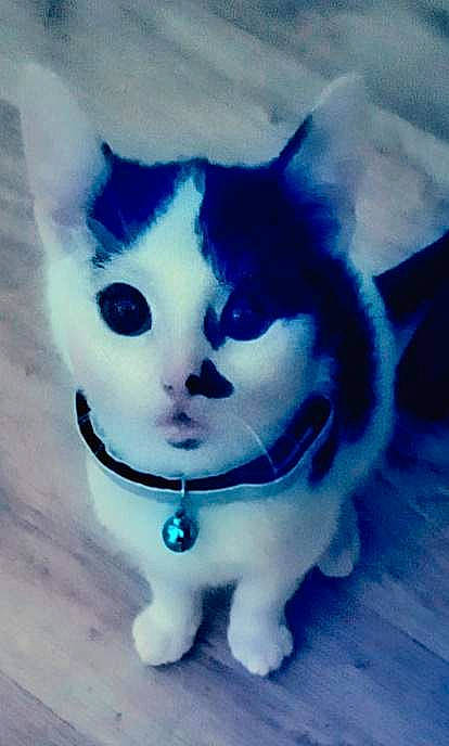 Pongo participe au concours pour gagner de l'argent avec cette photo : art, azure, carnivore, cat, collar, domestic_short_haired_cat, electric_blue, eye, felidae, fur, mammal, paw, plant, sky, small_to_medium_sized_cats, snout, tail, toy, vertebrate, whiskers