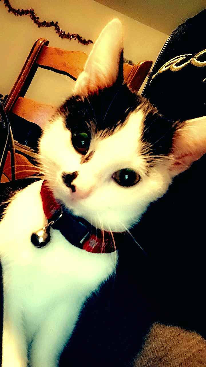 Pongo participe au concours pour gagner de l'argent avec cette photo : carnivore, cat, collar, comfort, domestic_short_haired_cat, eyebrow, eyelash, felidae, fur, head, iris, small_to_medium_sized_cats, snout, tail, whiskers