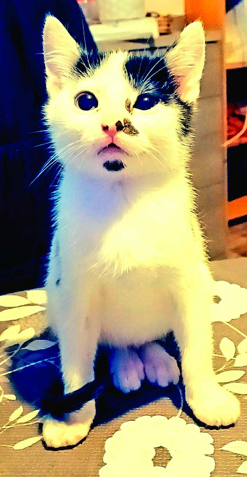 Pongo participe au concours pour gagner de l'argent avec cette photo : blue, carnivore, cat, claw, domestic_short_haired_cat, electric_blue, fawn, felidae, fur, paw, photo_caption, photography, small_to_medium_sized_cats, snapshot, snout, tail, terrestrial_animal, whiskers, white