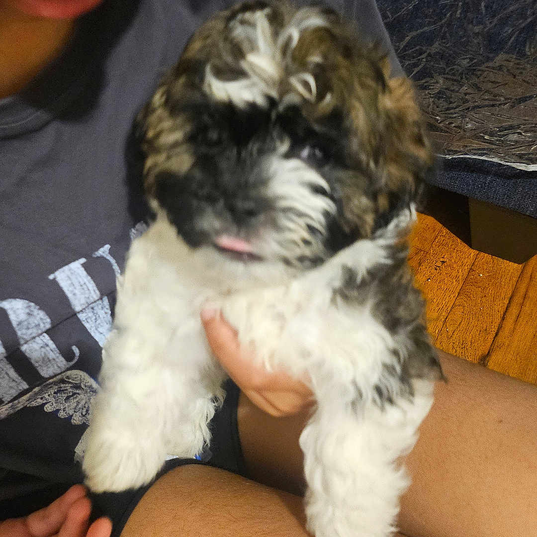 Teddy joined the competition — help win amazing prizes! blurred_background, cute, dog, fluffy, friendly, fur, hand, holding, indoor, legs, person, pet, puppy, shorts, sitting, small_dog, tongue_out, tshirt, wooden_floor, young_animal