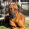 dog, brown_dog, outdoor, grass, sunlight, patio, chair, table, relaxed, animal, pet, collar, daylight, backyard, furniture, shadow, canine, resting, nature, domestic_animal