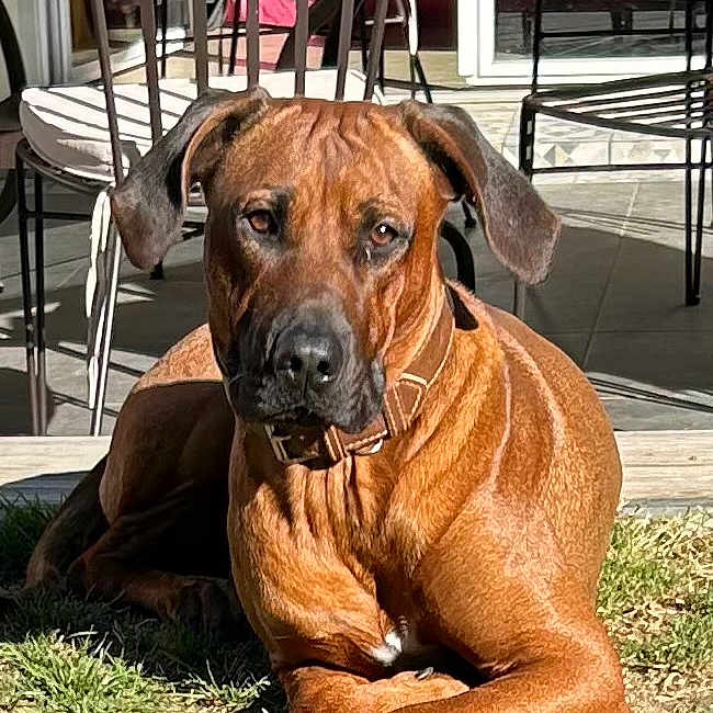Ulkhan a rejoint le concours — aidez-le/la à gagner de superbes lots ! dog, brown_dog, outdoor, grass, sunlight, patio, chair, table, relaxed, animal, pet, collar, daylight, backyard, furniture, shadow, canine, resting, nature, domestic_animal