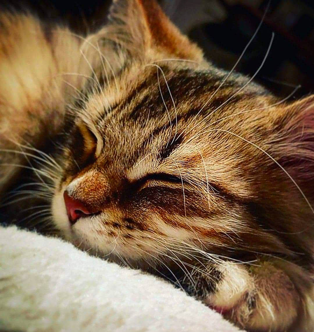 Valkyon a rejoint le concours — aidez-le/la à gagner de superbes lots ! carnivore, cat, comfort, domestic_short_haired_cat, felidae, fur, macro_photography, nap, paw, sleep, small_to_medium_sized_cats, snout, whiskers, wildlife, wood