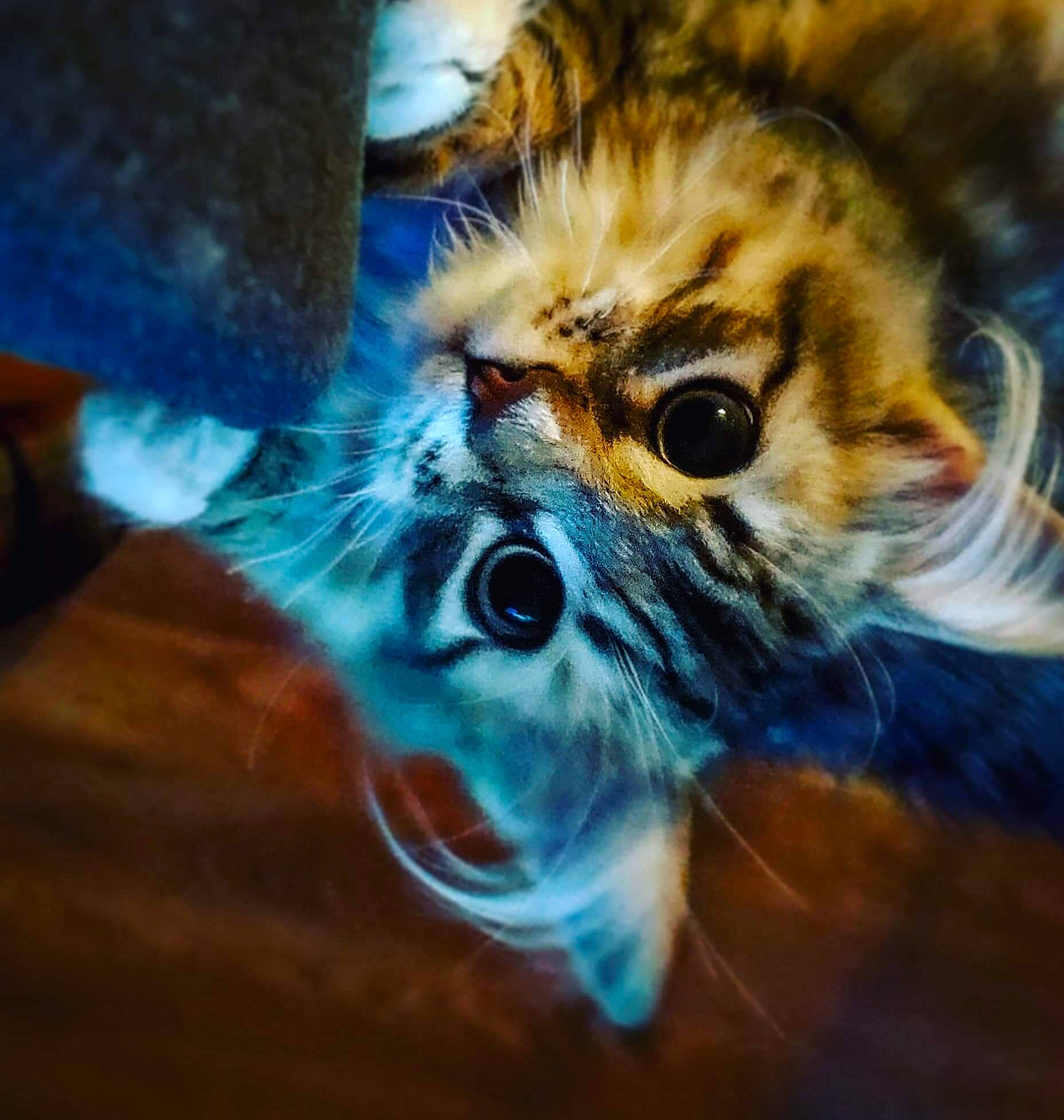 Valkyon a rejoint le concours — aidez-le/la à gagner de superbes lots ! art, big_cats, carnivore, cat, cloud, electric_blue, eye, fawn, feather, felidae, head, human_body, iris, painting, sky, small_to_medium_sized_cats, snout, terrestrial_animal, whiskers, wildlife