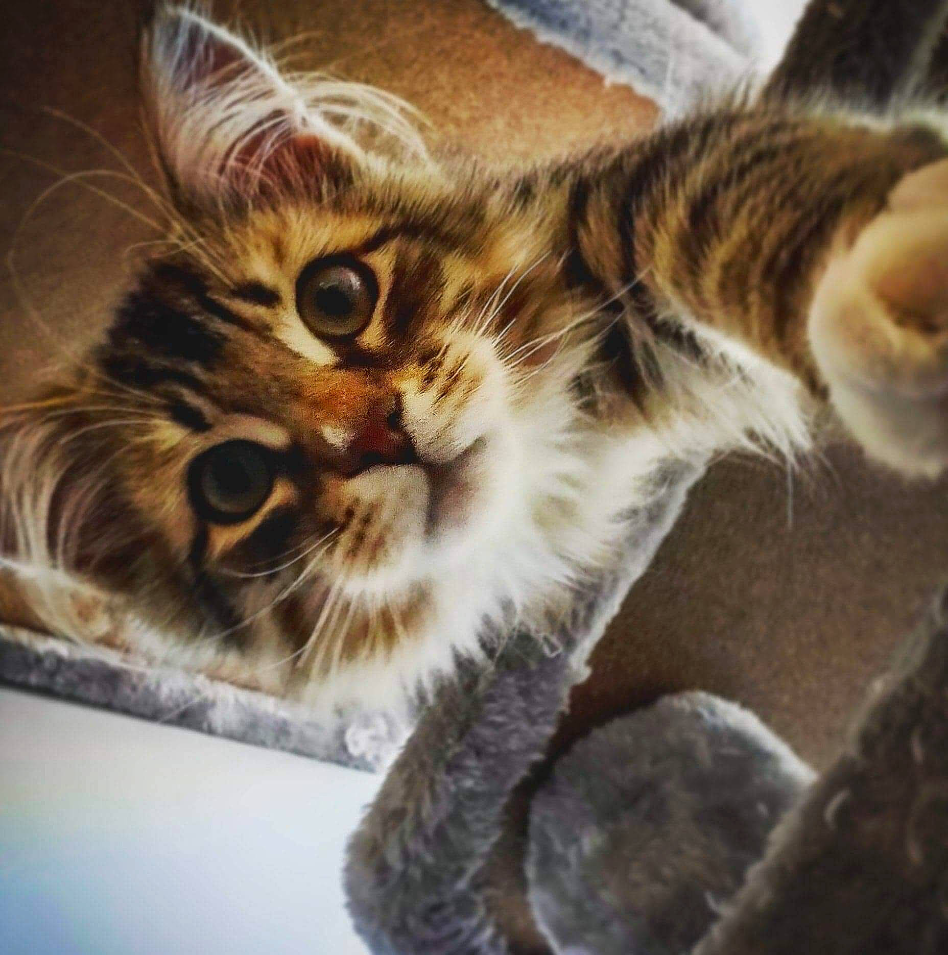 Valkyon participe au concours pour gagner de l'argent avec cette photo : carnivore, cat, claw, close_up, comfort, domestic_short_haired_cat, felidae, fur, metal, paw, small_to_medium_sized_cats, snout, square, tail, terrestrial_animal, whiskers, wood