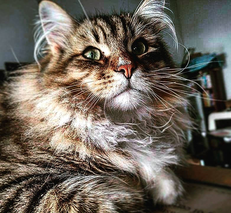 Valkyon participe au concours pour gagner de l'argent avec cette photo : carnivore, cat, claw, close_up, domestic_short_haired_cat, felidae, fur, grass, iris, maine_coon, photography, small_to_medium_sized_cats, snout, terrestrial_animal, whiskers