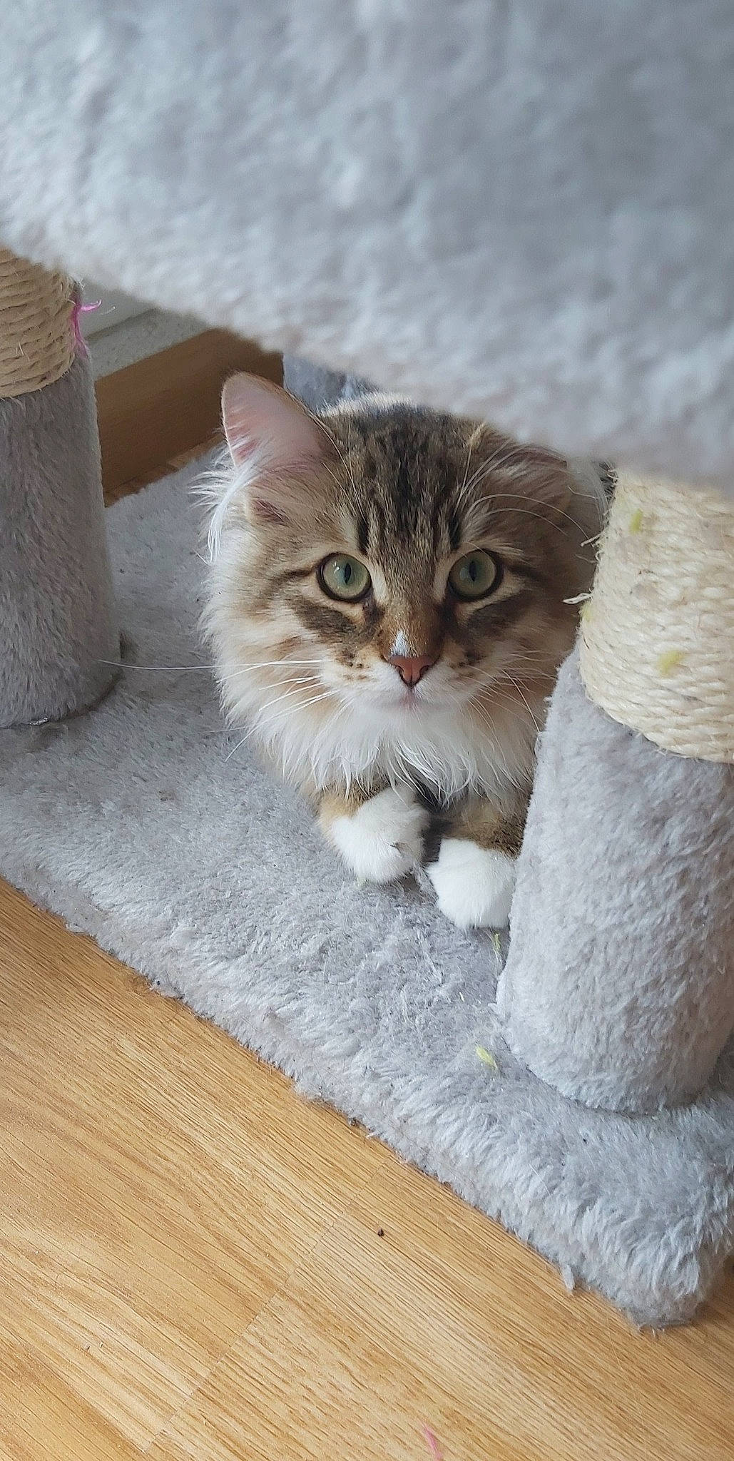 Valkyon a rejoint le concours — aidez-le/la à gagner de superbes lots ! carnivore, cat, claw, domestic_short_haired_cat, fawn, felidae, flooring, fur, grey, hardwood, laminate_flooring, paw, small_to_medium_sized_cats, snout, tail, whiskers, window, wood, wood_flooring, wood_stain