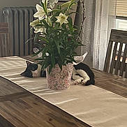 Kyo joined the competition — help win amazing prizes! black_and_white_cat, cat, chair, cozy, curtains, daylight, domestic_cat, flora, flower_pot, furniture, home_interior, indoor, lilies, plant, radiator, relaxing, resting, table, table_runner, wooden_table