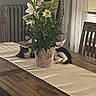 black_and_white_cat, cat, chair, cozy, curtains, daylight, domestic_cat, flora, flower_pot, furniture, home_interior, indoor, lilies, plant, radiator, relaxing, resting, table, table_runner, wooden_table