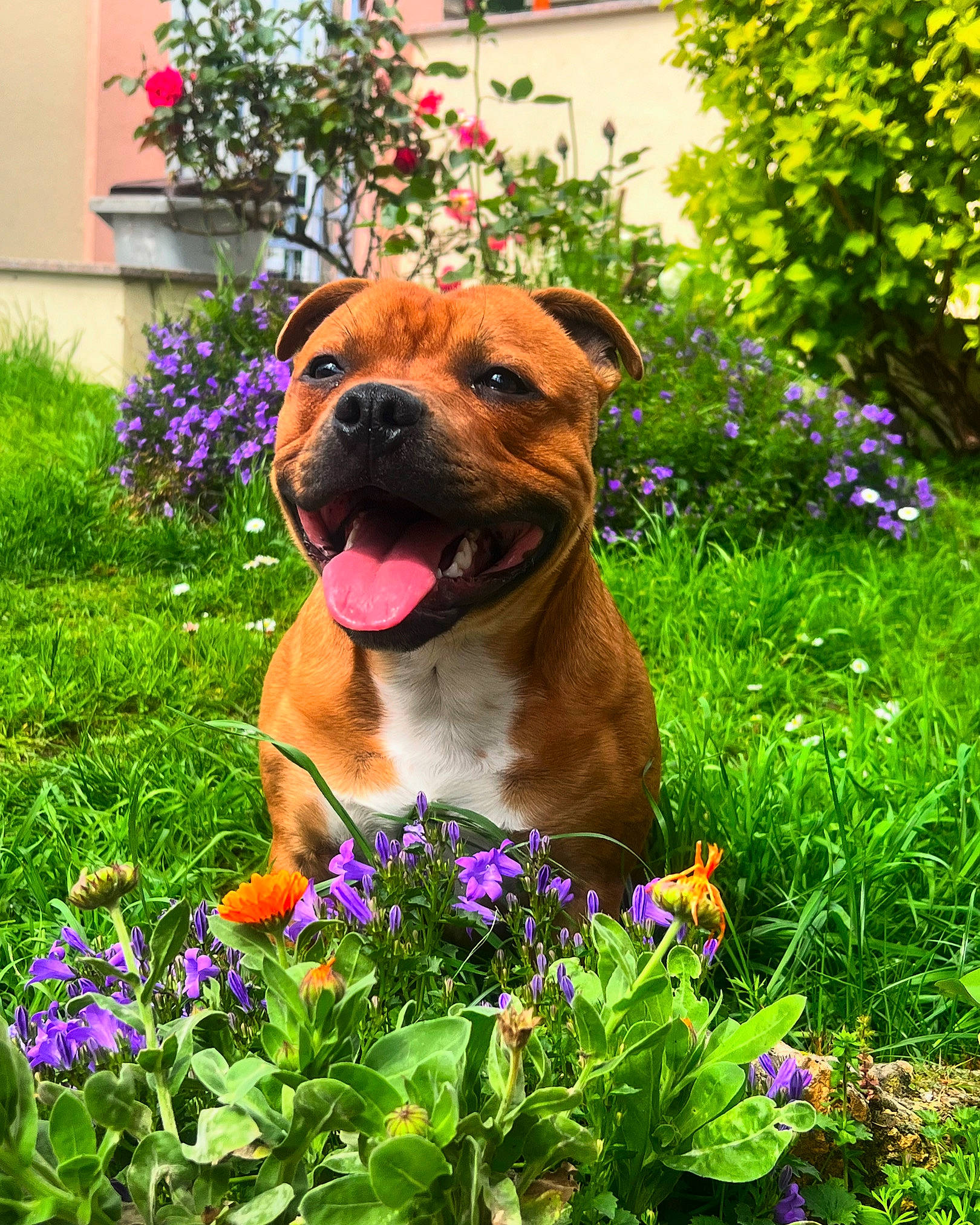 Oddie