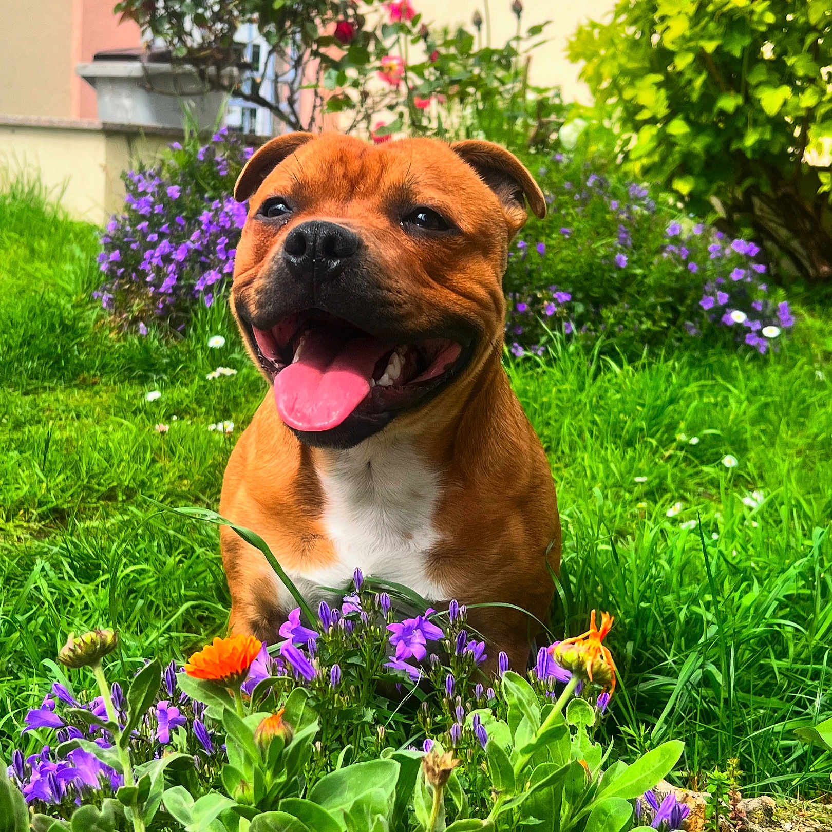 Oddie