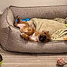 Oddie participe au concours pour gagner de l'argent avec cette photo : animal, blanket, blue_toy, brown_dog, couch, dog, dog_bed, funny_pose, home, indoors, lying_down, pet, portrait, relaxed, resting, rope_ball, sleeping, toys, upside_down, wooden_floor