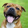 animal, brown_dog, close_up, dog, ears, eyes, grass, green_background, happy, letterbox_bars, nose, open_mouth, outdoor, pet, portrait, short_hair, smiling, teeth, tongue, white_chest