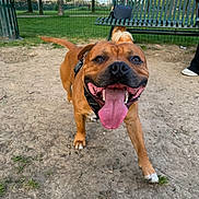 Oddie participe au concours pour gagner de l'argent avec cette photo : bench, brown_dog, canine, dirt, dog, dog_park, dogs, fence, grass, happy, harness, leash, open_mouth, outdoor, park, pet, portrait, smiling, teeth, tongue