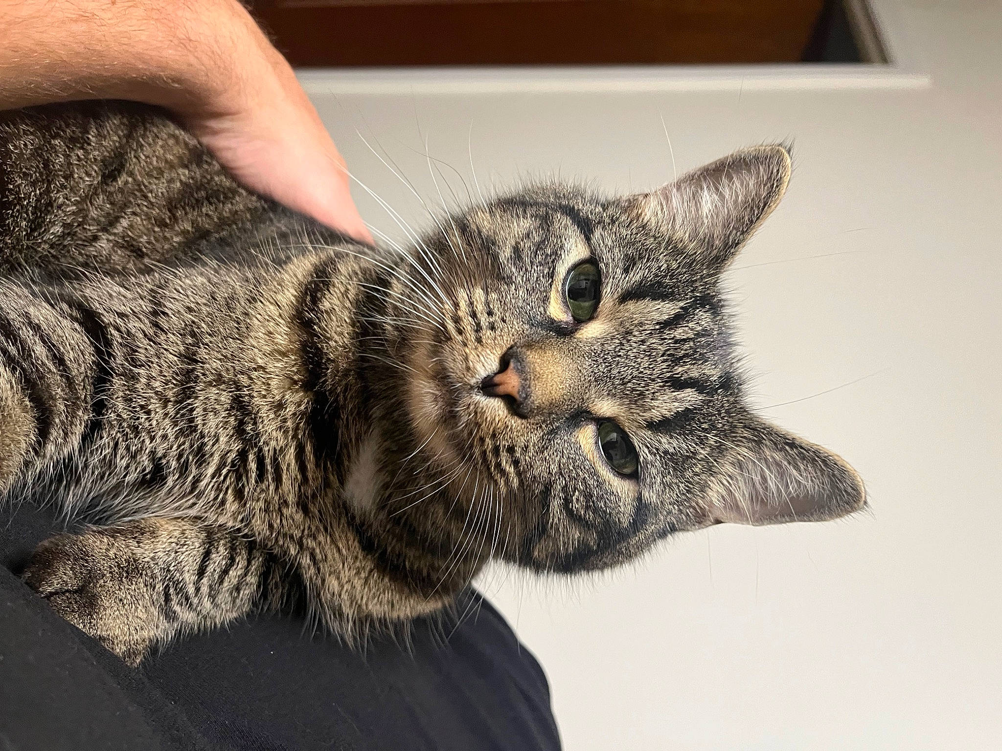 Kitten is registered to the contest to win money with this photo: art, bobcat, carnivore, cat, claw, domestic_short_haired_cat, felidae, fur, lynx, paw, small_to_medium_sized_cats, snout, tail, terrestrial_animal, whiskers, wildlife, window