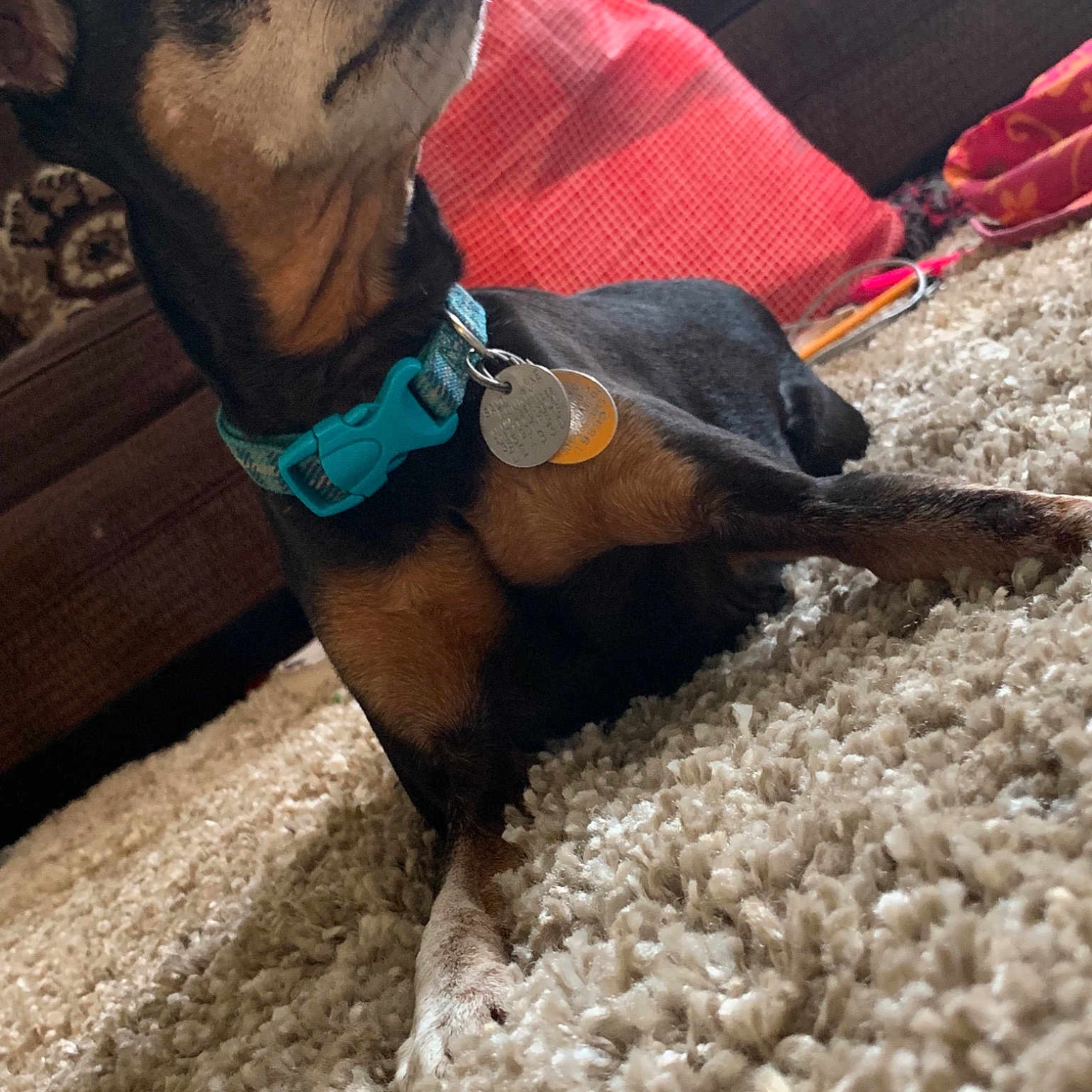 Milo joined the competition — help win amazing prizes! boston_terrier, canidae, carnivore, chihuahua, dog, dog_breed, dog_clothes, miniature_pinscher, non_sporting_group, puppy, toy_dog