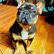 Mayers participe au concours pour gagner de l'argent avec cette photo : dog, french_bulldog, puppy, indoor, wooden_floor, cords, pet, animal, ears, cute, sitting, face, fur, black_and_tan, white_patch, floor, table, fan, domestic_animal, portrait