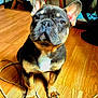 dog, french_bulldog, puppy, indoor, wooden_floor, cords, pet, animal, ears, cute, sitting, face, fur, black_and_tan, white_patch, floor, table, fan, domestic_animal, portrait
