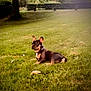 dog, grass, tree, park, outdoor, pet, animal, canine, lawn, greenery, nature, shade, relaxed, alert, hedge, daytime, small_dog, mammal, collar, quiet